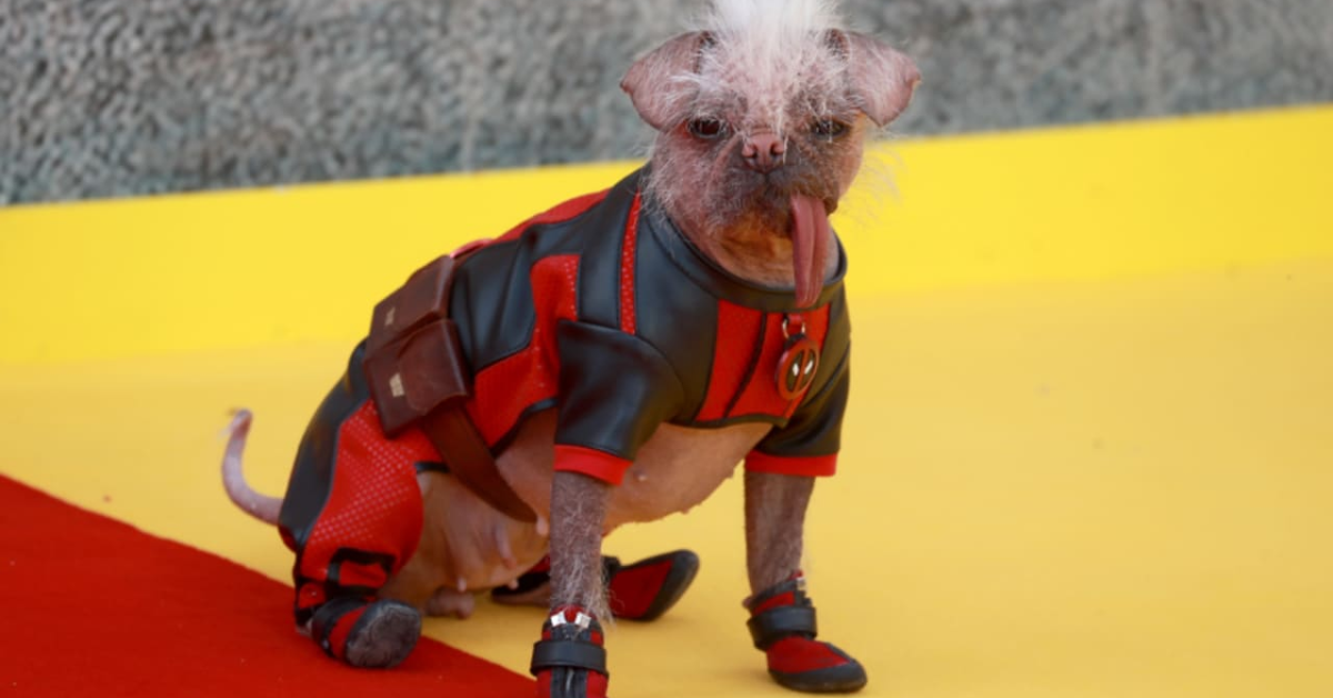 How Changing Views on Dogs Are Transforming Their Lives and Ours