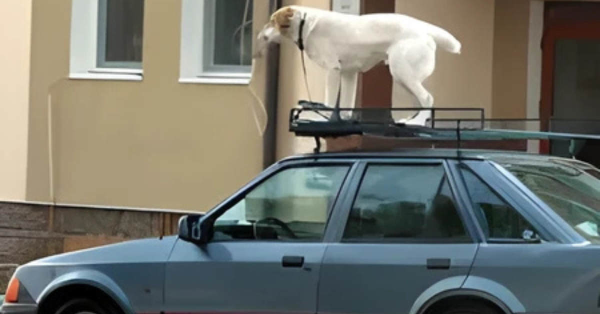 Is It Illegal to Tie a Dog to the Roof of Your Car in Alaska?