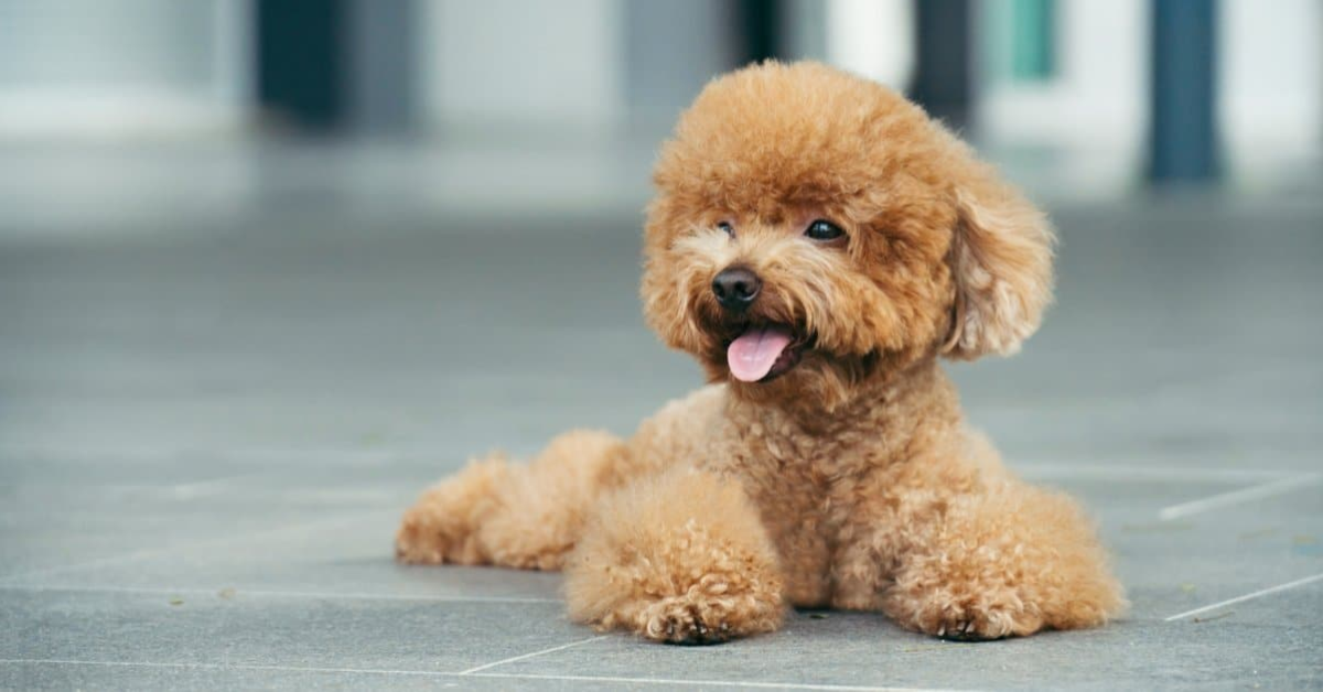 10 Adorable Teacup Dog Breeds That Look Like Puppies Their Entire Life