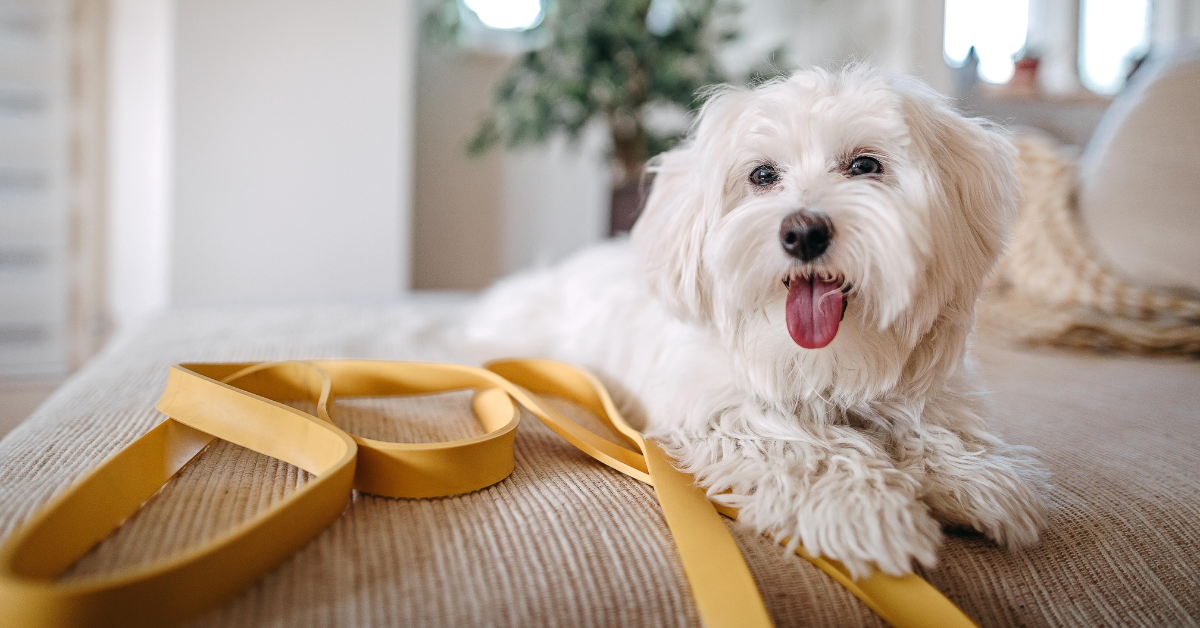8 Important Factors To Keep In Mind When Keeping a Maltese Dog as Your Pet