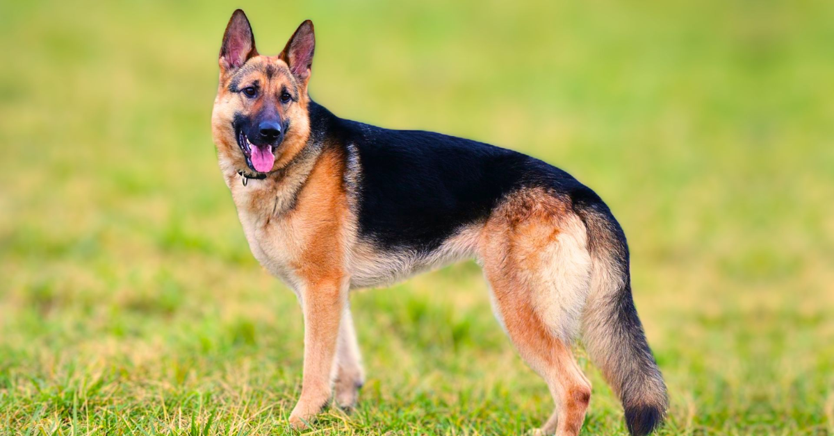 8 Important Factors To Keep In Mind When Keeping a German Shepherd