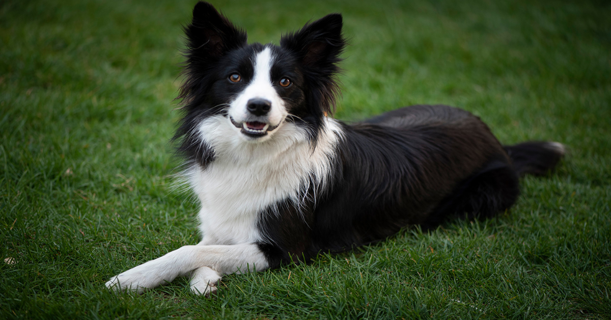 10 Smart Dog Breeds, Big and Small, That Thrive on Daily Brain Challenges