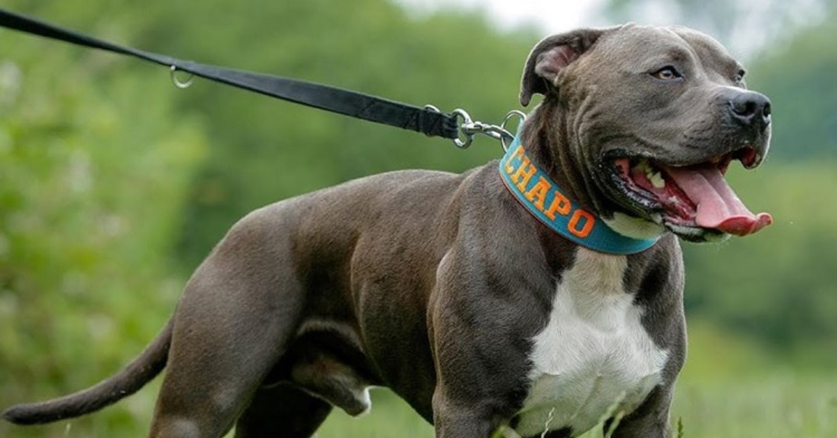 8 Crucial Things Every Pit Bull Owner Must Know Before Bringing One Home