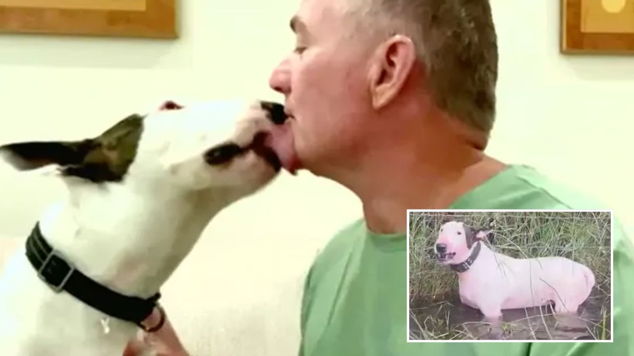 A Real Trooper: Abandoned Dog Left for Dead During Hurricane Milton Finds Loving Home One Year Later