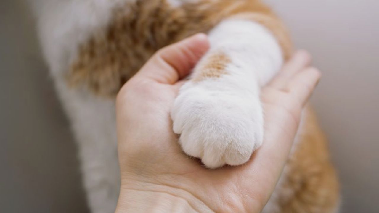 California Officially Bans Cat Declawing Under New Law Signed by Gov. Gavin Newsom